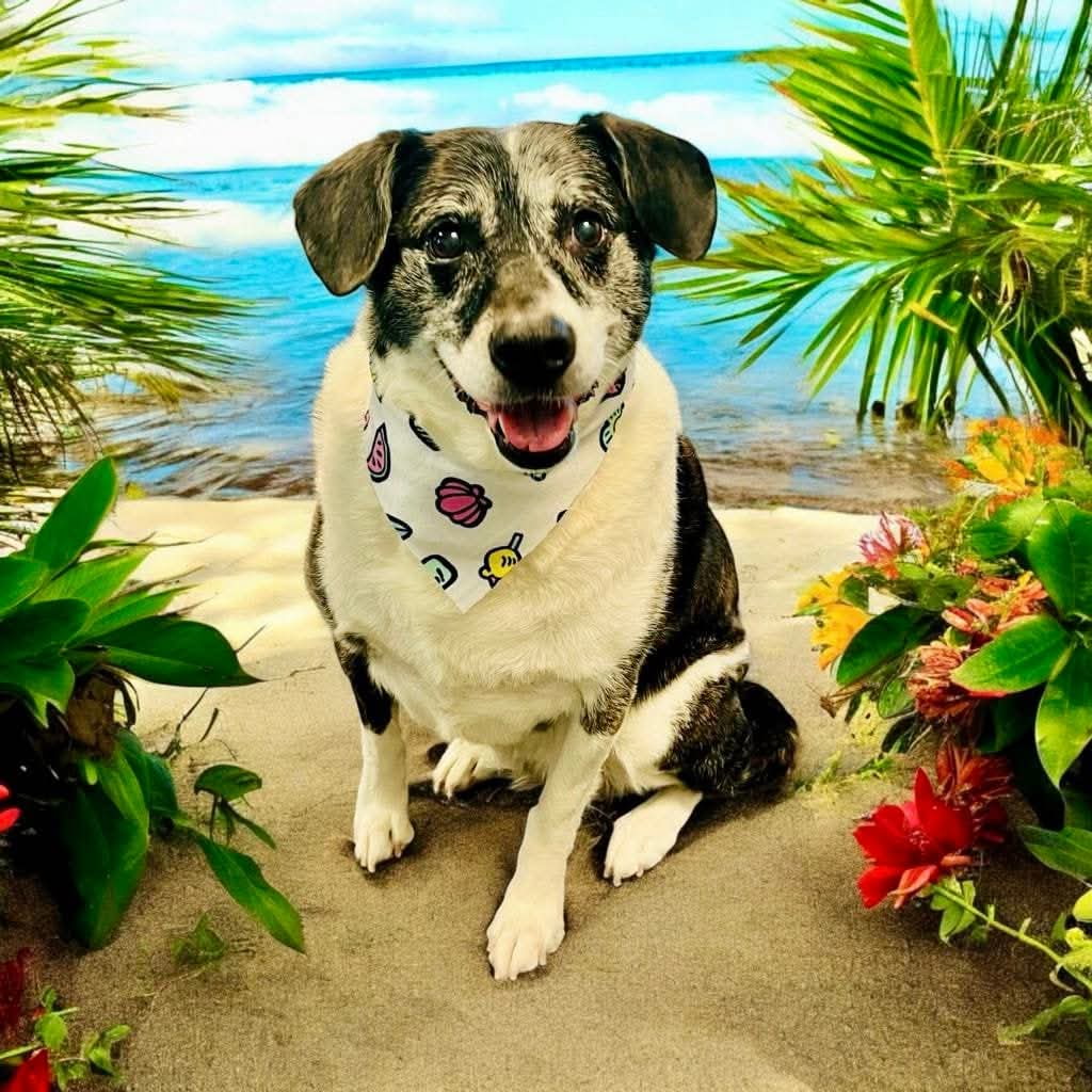 Lucy the office dog working as DevOps Engineer at JIL Technology